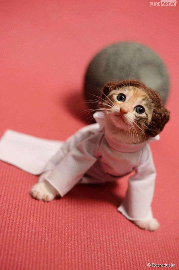 <p>Uma gatinha ronronando dentro de sua roupa de Princesa Leia, de "Star Wars"</p>