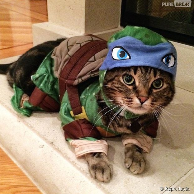 <p>Esse gato foi caracterizado com personagem Leonardo, de "Tartarugas Ninja"</p>