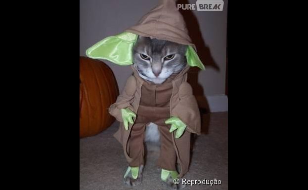 <p>Um gatinho vestido de mestre Yoda de "Star Wars"</p>