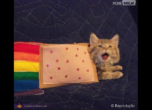 <p>Nyan Cat, o meme da internet, virou um bichinho real</p>