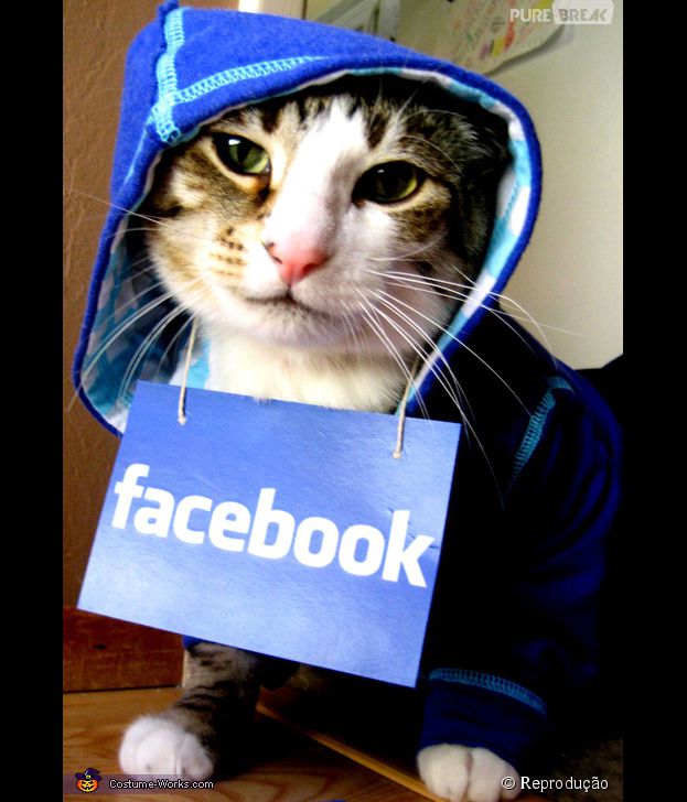 <p>Um gato geek de verdade, tem que vestir a camisa das redes sociais</p>