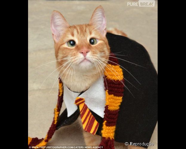 Um gato bruxo, estudante de Hogwarts, mais especificamente Lufa-Lufa