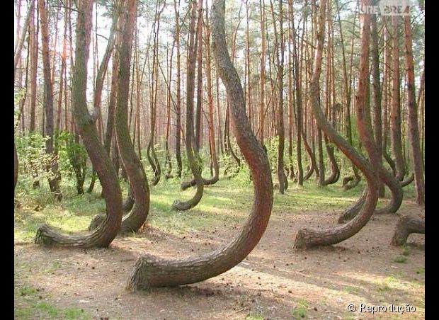 Árvores tortas na Polônia