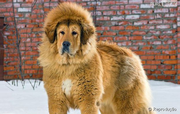 O cachorro que quase se passou por Leão no zoológico da China