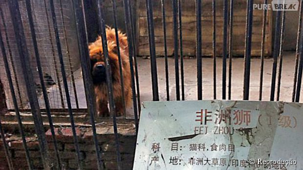 Zoológico chinês tenta enganar visitantes trocando Leão por Cachorro da raça Mastim Tibetano
