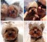 Alice Wegmann tem um cachorrinho lindo que a ajudou em uma campanha no Instagram