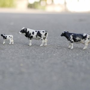 Os vegetarianos têm umas coisinhas bem importantes para falar aos carnívoros!