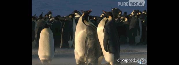 Tópico de combates do Reino Animal 43400-pinguins-conseguem-ser-fofos-ate-620x0-1