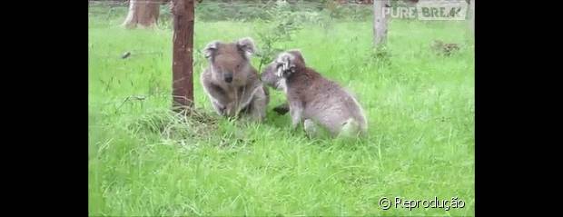 Tópico de combates do Reino Animal 43401-nao-queira-ver-um-coala-irritado-620x0-1