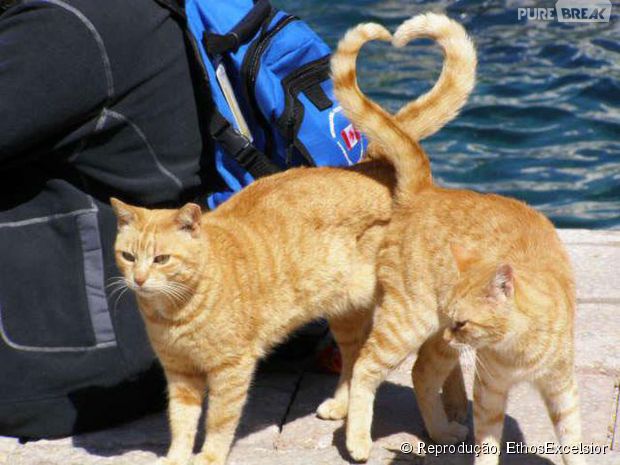 O encontro dos rabos dos gatos forma um coração!