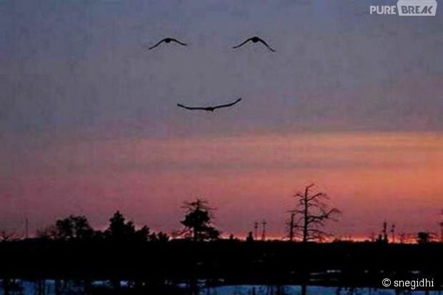 Três pássaros voando juntos formam "sorriso" no céu