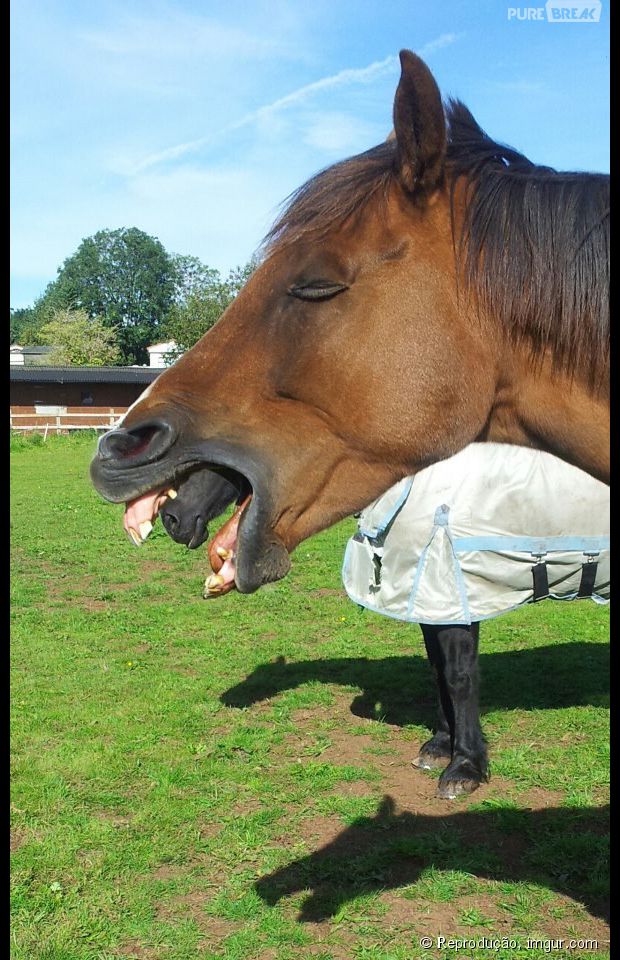Um cavalo com uma boca dentro da boca! Que doideira...