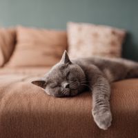 Precisa de ajuda para descansar? 7 dicas de como regular o sono