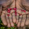 Fome no Brasil: 6 em cada 10 famílias não têm acesso pleno a alimentos