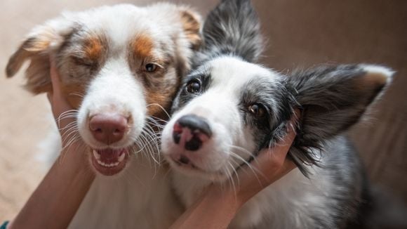 Dia Mundial do Cachorro: Scooby-Doo, Bolt, Marley e os melhores doguinhos da ficção