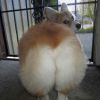 O mundo animal também curte tirar suas belfies