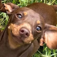 Cachorrinha salsicha é roubada dentro de casa, mas consegue voltar para a família em história impressionante!