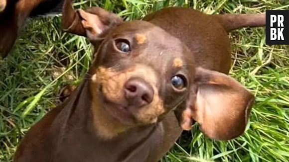 Twiglet é uma cachorrinha salsicha que foi roubada dentro de casa