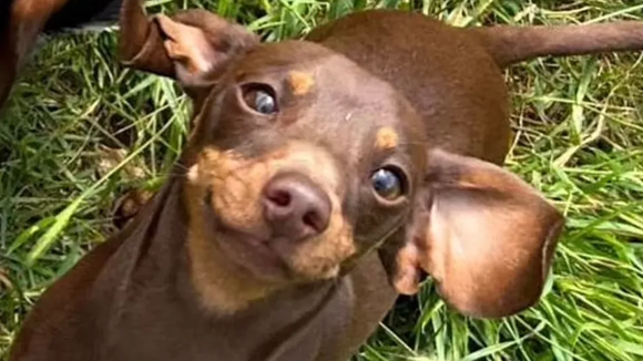 Cachorrinha salsicha é roubada dentro de casa, mas consegue voltar para a família em história impressionante!