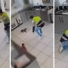 Câmera de segurança mostrou momento em que Twiglet foi roubada dentro de casa