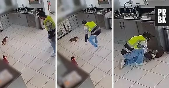 Câmera de segurança mostrou momento em que Twiglet foi roubada dentro de casa