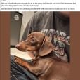 Os tutores de Twiglet compartilharam a saga do roubo da cachorrinha em suas redes sociais