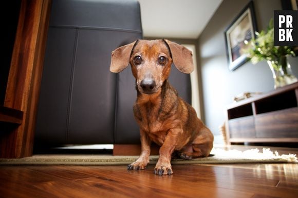 Roubo de cachorro salsicha repercutiu na web