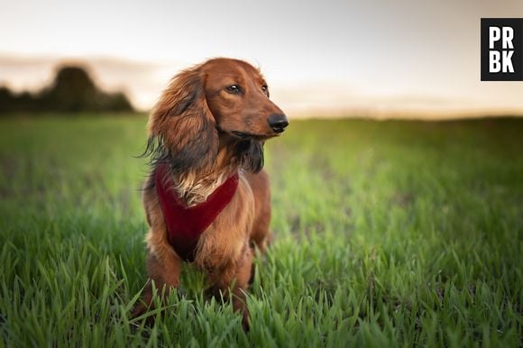 Cachorra da raça salsicha foi roubada na Inglaterra