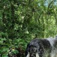 Triste! Morre Estopinha, cachorrinha considerada a primeira influencer animal do Brasil