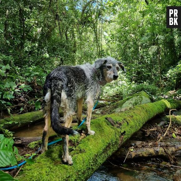 Triste! Morre Estopinha, cachorrinha considerada a primeira influencer animal do Brasil