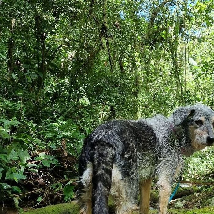 Triste! Morre Estopinha, cachorrinha considerada a primeira influencer animal do Brasil