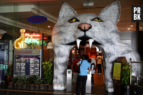 O Museu do gato fica na Malasia e contém acessórios e curiosidades sobre a vida do animal