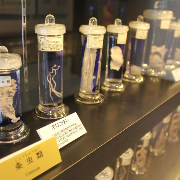  Diratamente do Jap&amp;atilde;o o Meguro Parasitological Museum mostra diferentes esp&amp;eacute;cies de vermes e parasitas 