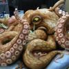 Polvo gigante pode ser saboreado como bolo de aniversário!