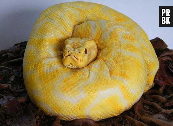 Corre, uma cobra! Ou seria apenas um bolo? 