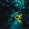 Glowworms Cave, Nova Zelandia. O teto da caverna dá uma ideia de céu estrelado. Surpreendente!