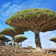  Dragonblood Trees, Socotra, Yemen. Imagine tirara boas fotos nesse lugar? 