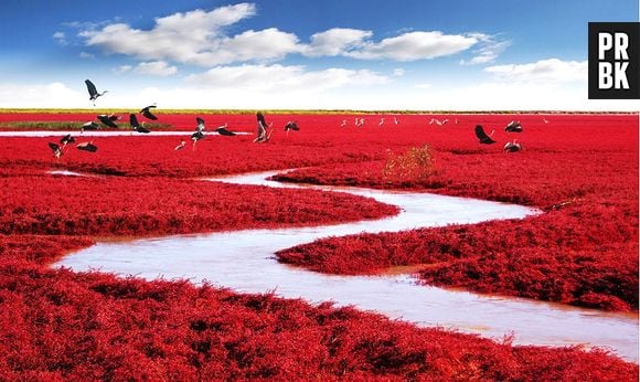  Red Beach, Panjin, China. Dá pra acreditar que essa vegetação avermelhada realmente existe?