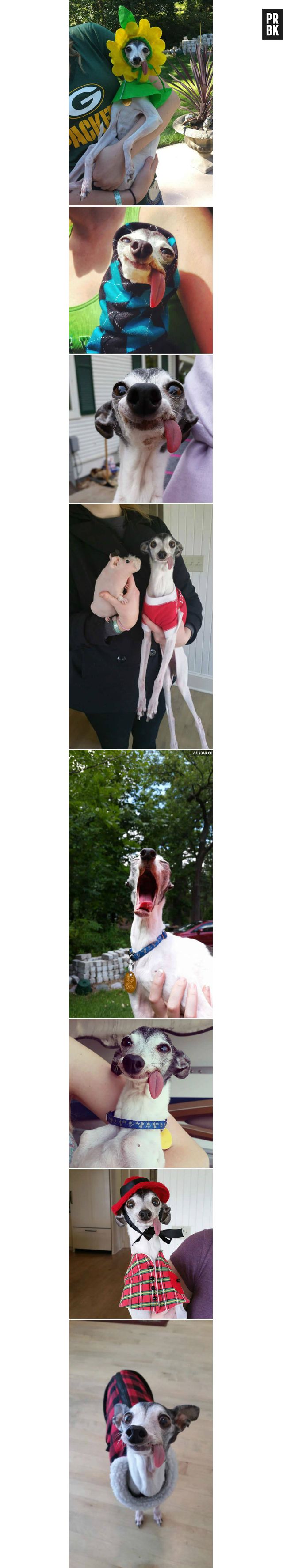 Zappa, como é chamada, é um greyhound e está fazendo sucesso com suas fotos pela internet!