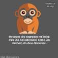 Os macacos deviam se mudar para Índia, parece que eles se dariam melhor por lá...