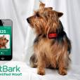 FitBark é um aparelho que permite ficar de olho na saúde do seu pet