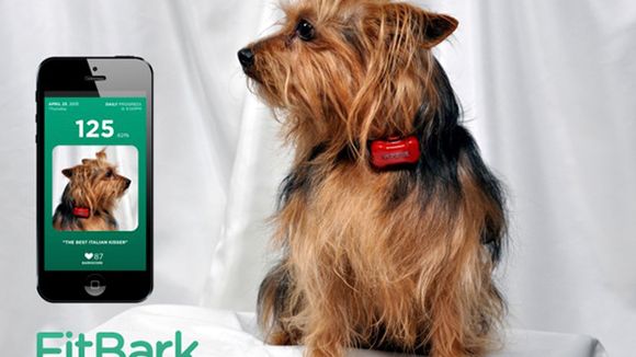 FitBark: app ajuda acompanhar seu cachorro a distância