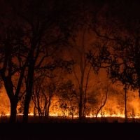 Entenda por que você deve se preocupar com o que está acontecendo no Pantanal