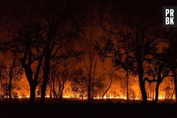 Incêndios no Pantanal: entenda o que está acontecendo e por que você deve se preocupar