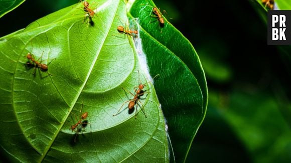 Uma espécie de fungo transforma formigas em zumbis