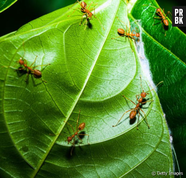 Uma espécie de fungo transforma formigas em zumbis