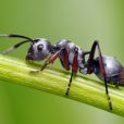 Fungo consegue controlar formigas e transformá-las em zumbis
