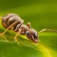 Um tipo de fungo consegue transformar formigas em zumbis