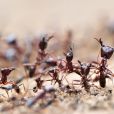 Formigas zumbis existem e se tranformam por causa de fungo