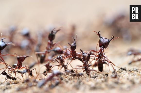 Formigas zumbis existem e se tranformam por causa de fungo